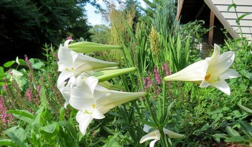 white lily flowers