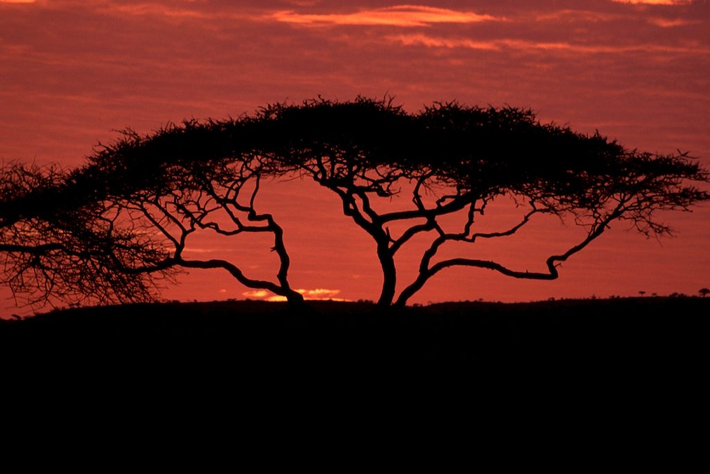 acacia tree, savanna