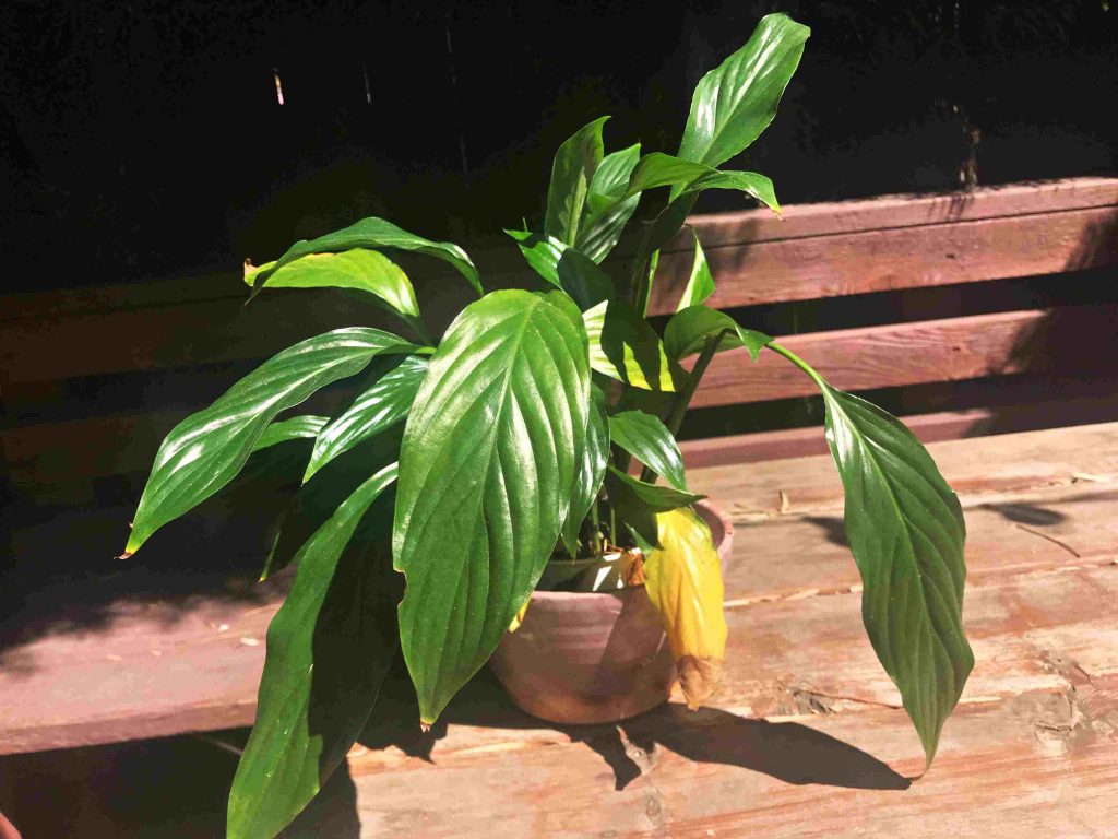 drought-stressed peace lily