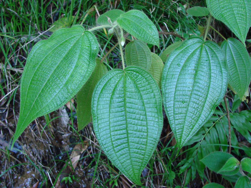 tropical plant identification, melastome leaf