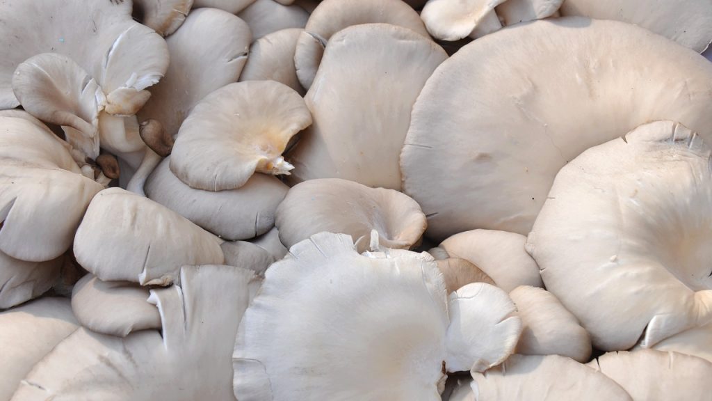 oyster gourmet mushroom