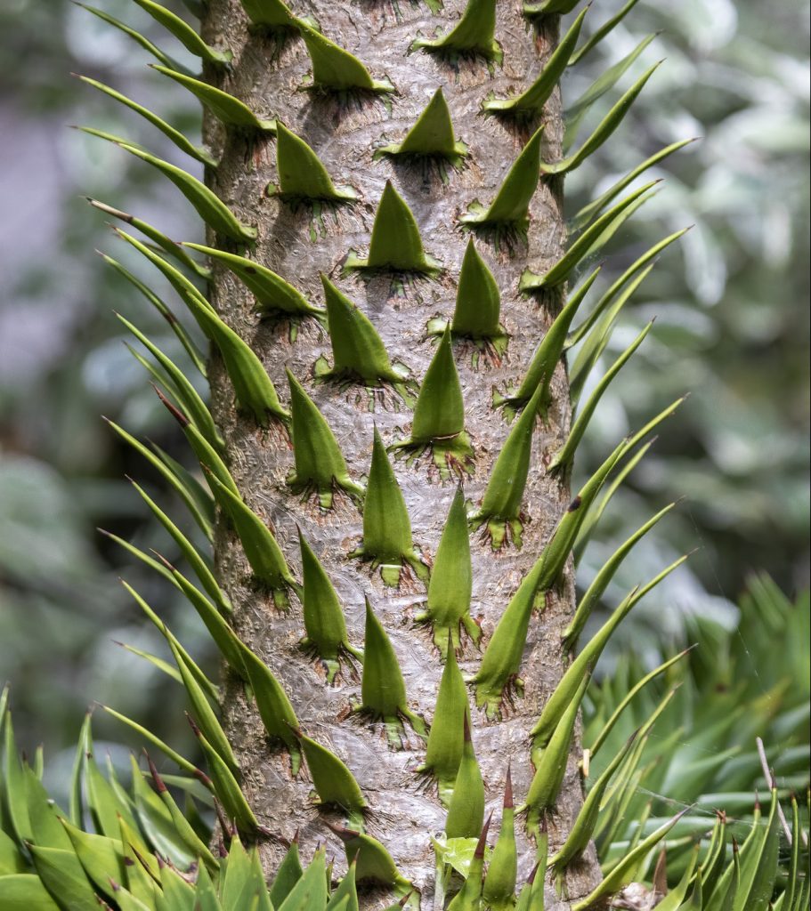 What is a Monkey Puzzle Tree   Plantsnap