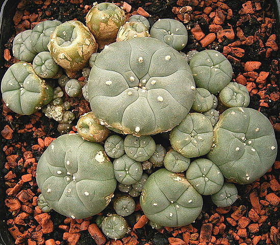 peyote cacti