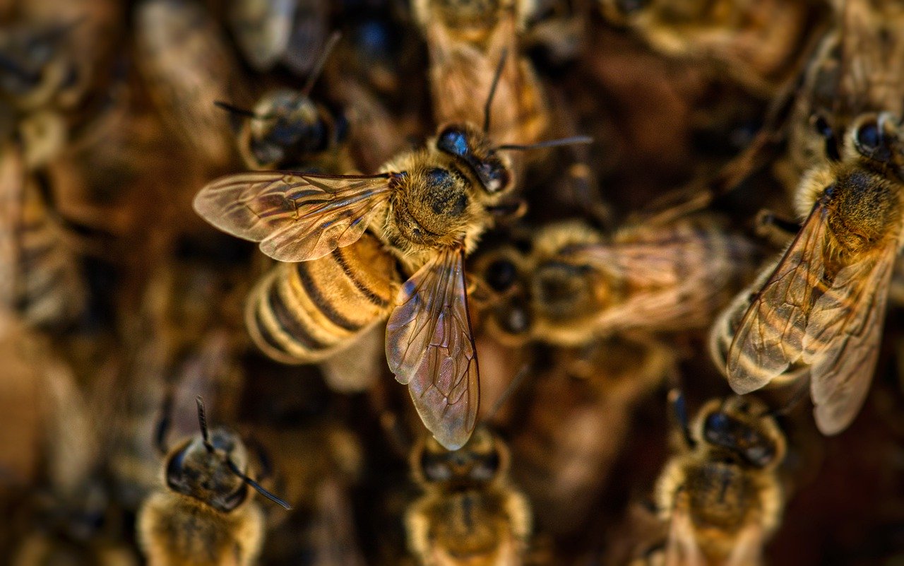 pollinator bees
