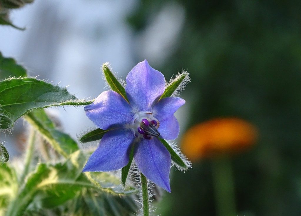 What Is a Borage Flower?