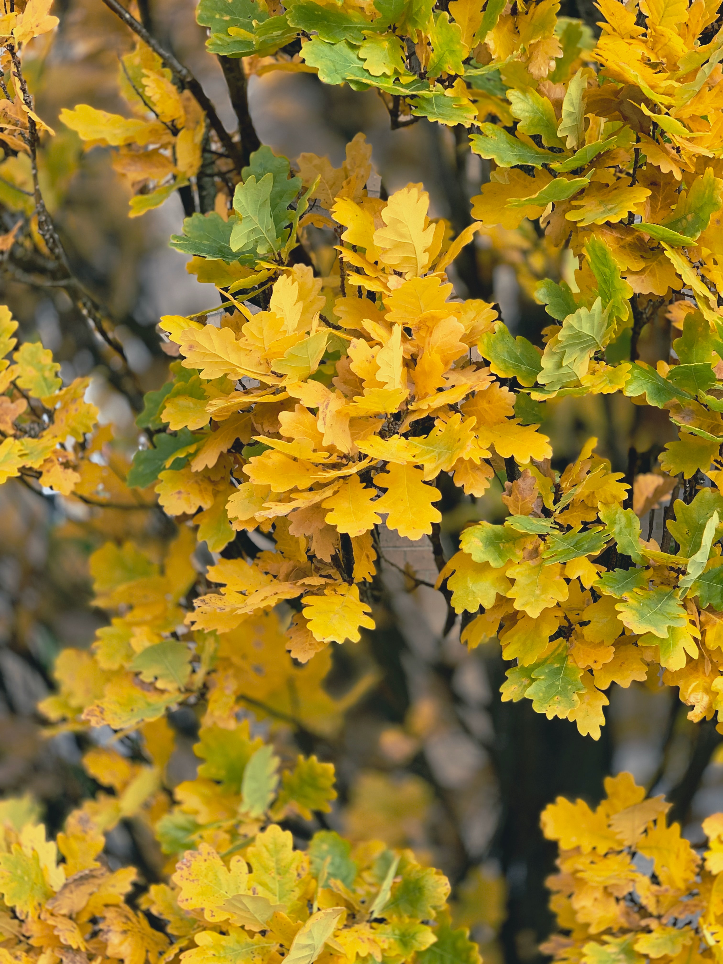 Helpful Tips for Tree Leaf Identification