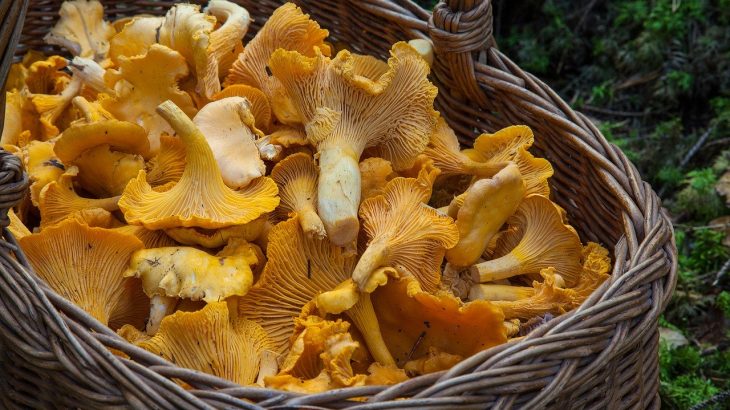An Introduction to Gourmet Mushrooms