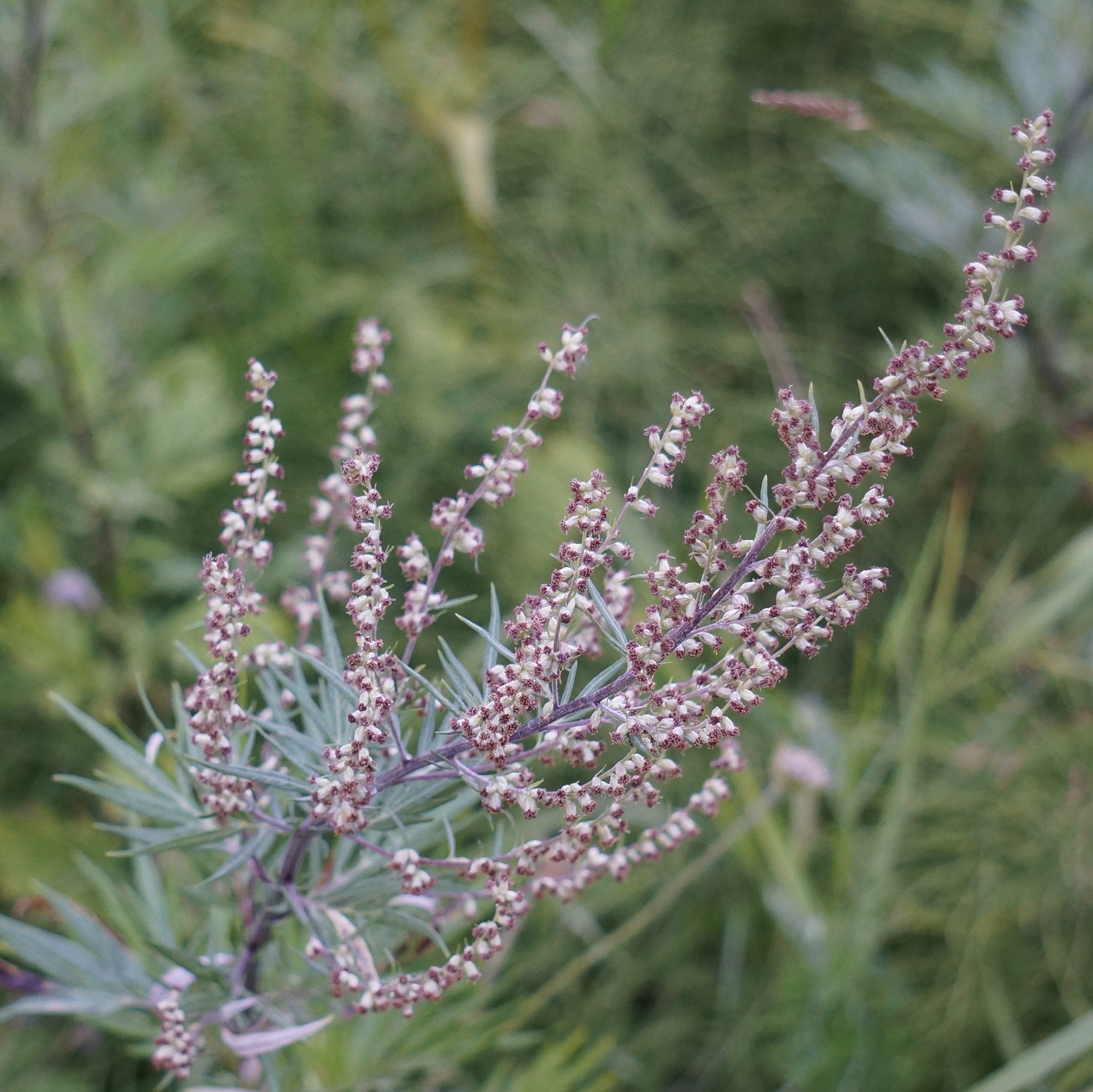 top mugwort uses (and where to find it) - plantsnap