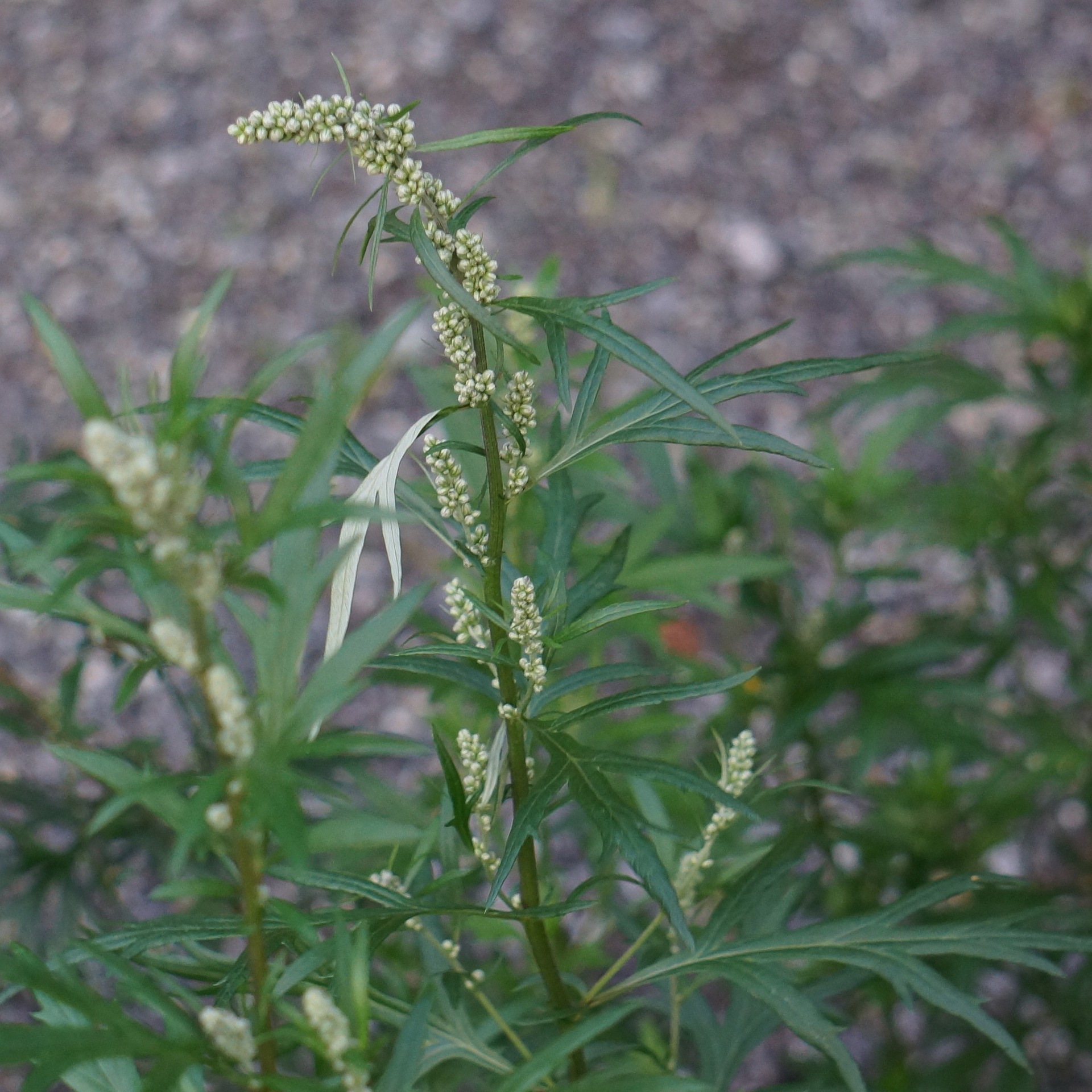 Top Mugwort Uses (and Where to Find It)