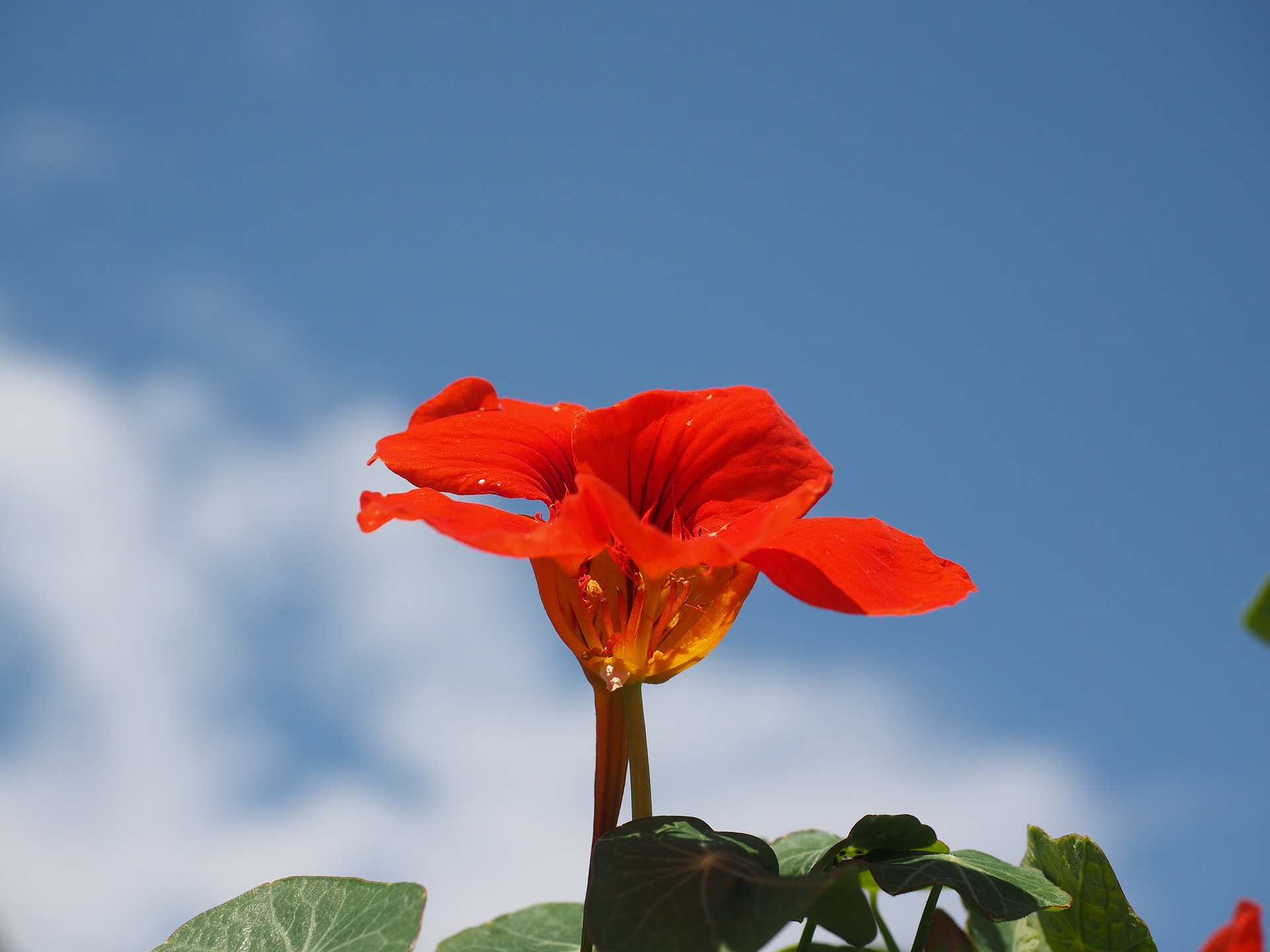 How to Grow and Use Nasturtium (for Health Benefits)