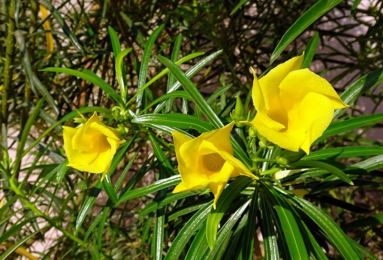 Yellow oleander cascabela thevetia poisonous plant