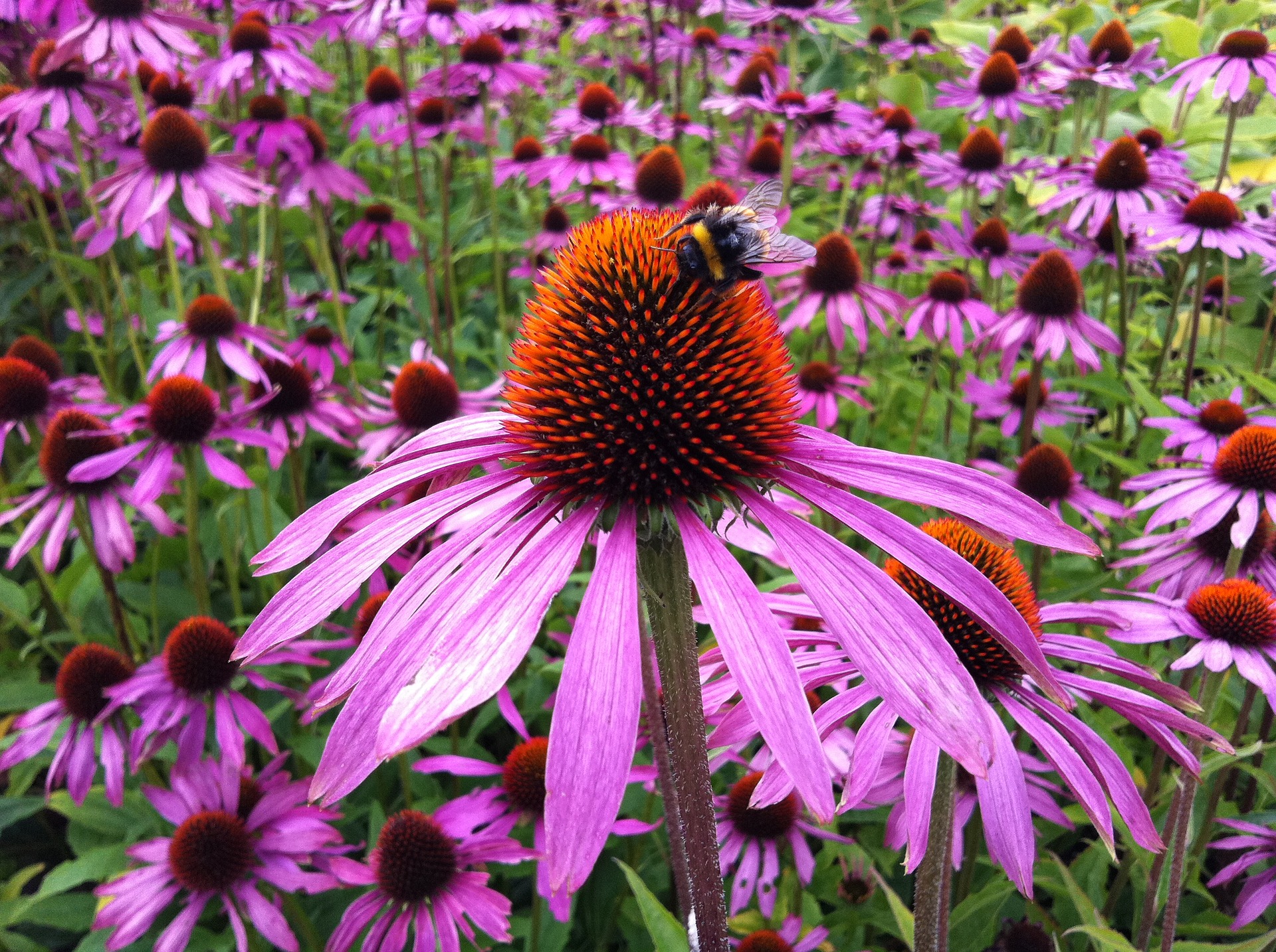 Best Echinacea Uses (And Where to Find It)