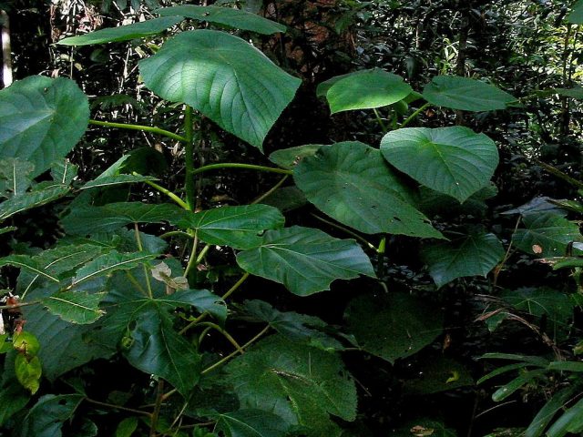 gympie gympie suicide plant dendrocnide moroides poisonous plant