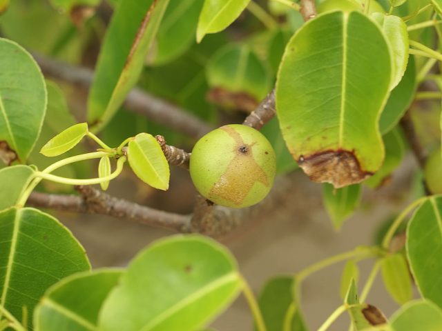manchineel hippomane mancinella poisonous plant