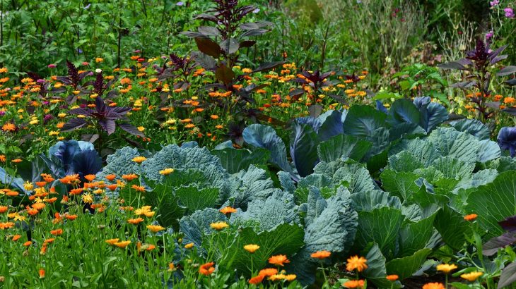 A Gardener’s Guide to Perennial Identification