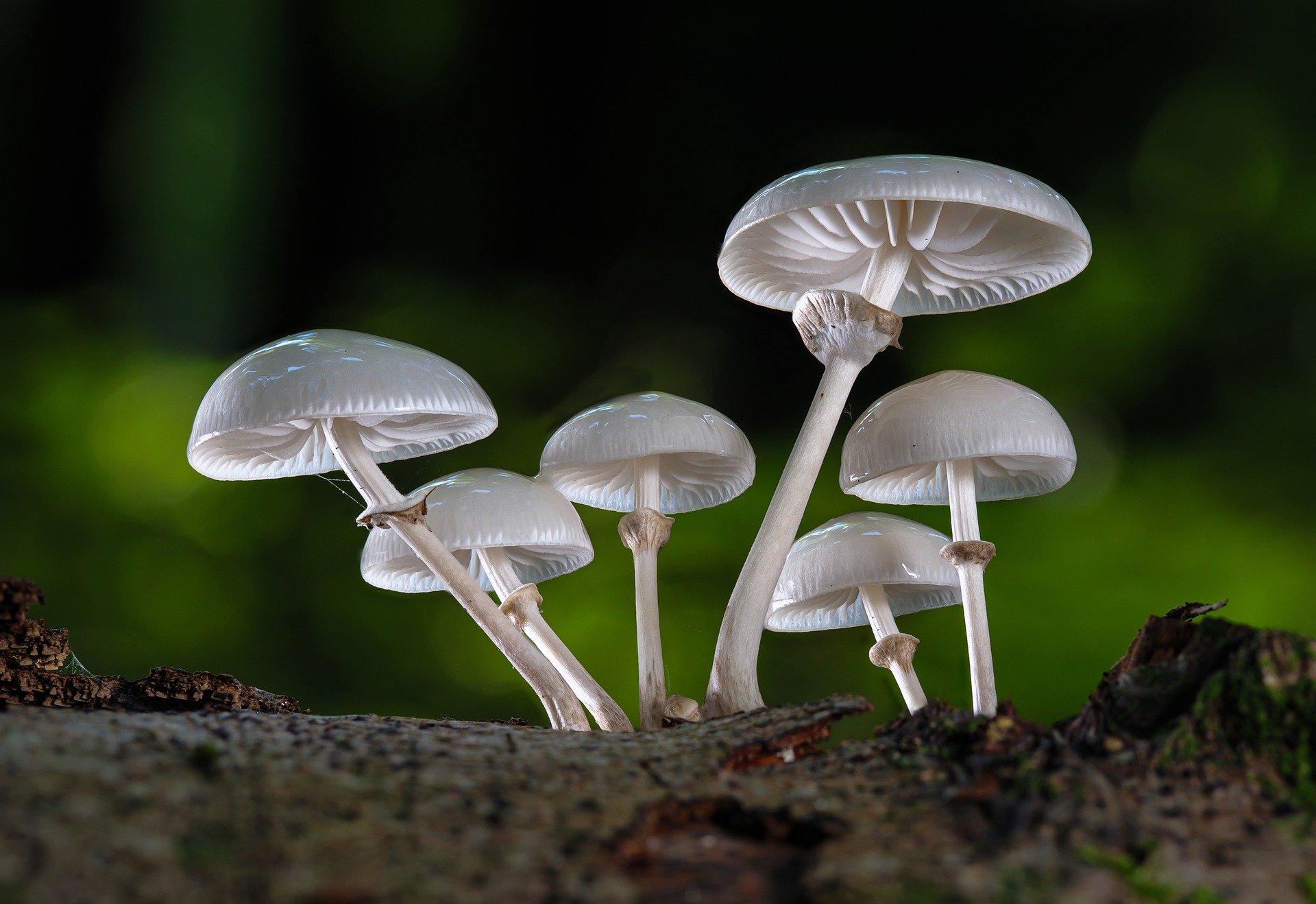 fungi characteristics and function