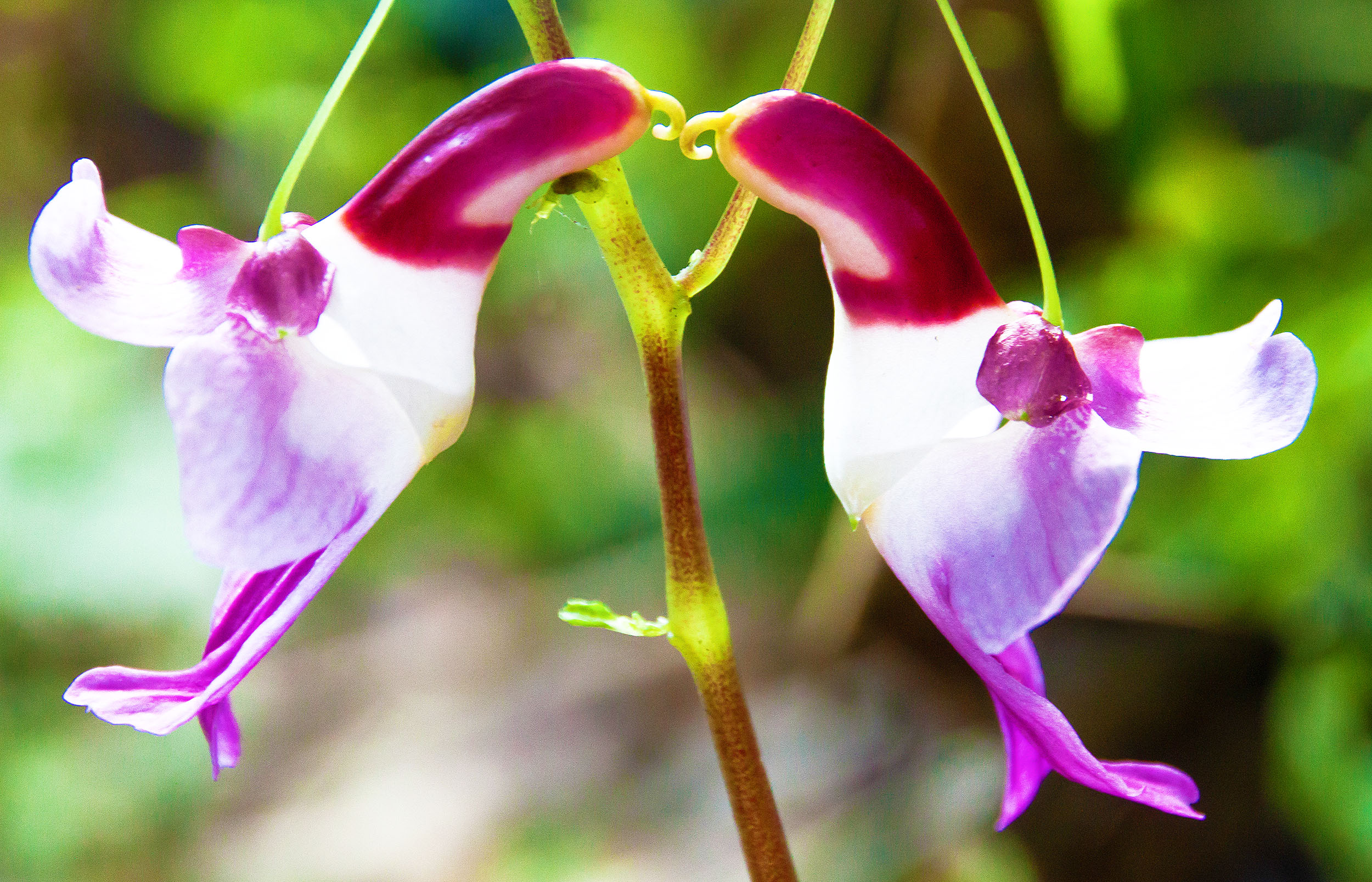 Orchidaceae - Earth's Most Beautiful Orchids Gallery - PlantSnap.coм