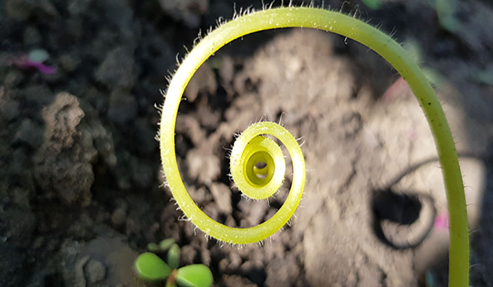 cucumber tendril angiosperms plant group