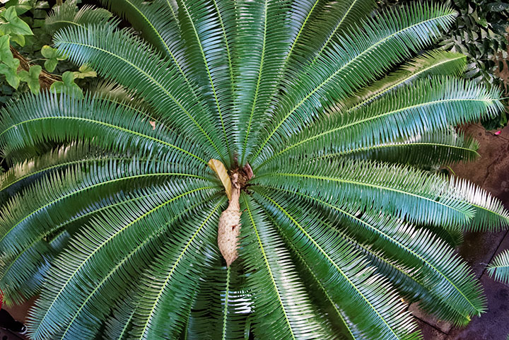 cycad leaves gymnosperms plant group