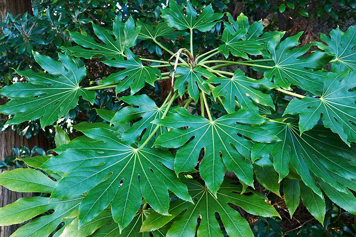 palmate leaves angiosperms plant group