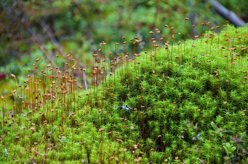 haircap moss bryophytes plant group