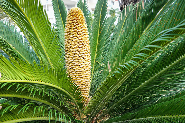 king sago palm gymnosperms plant group