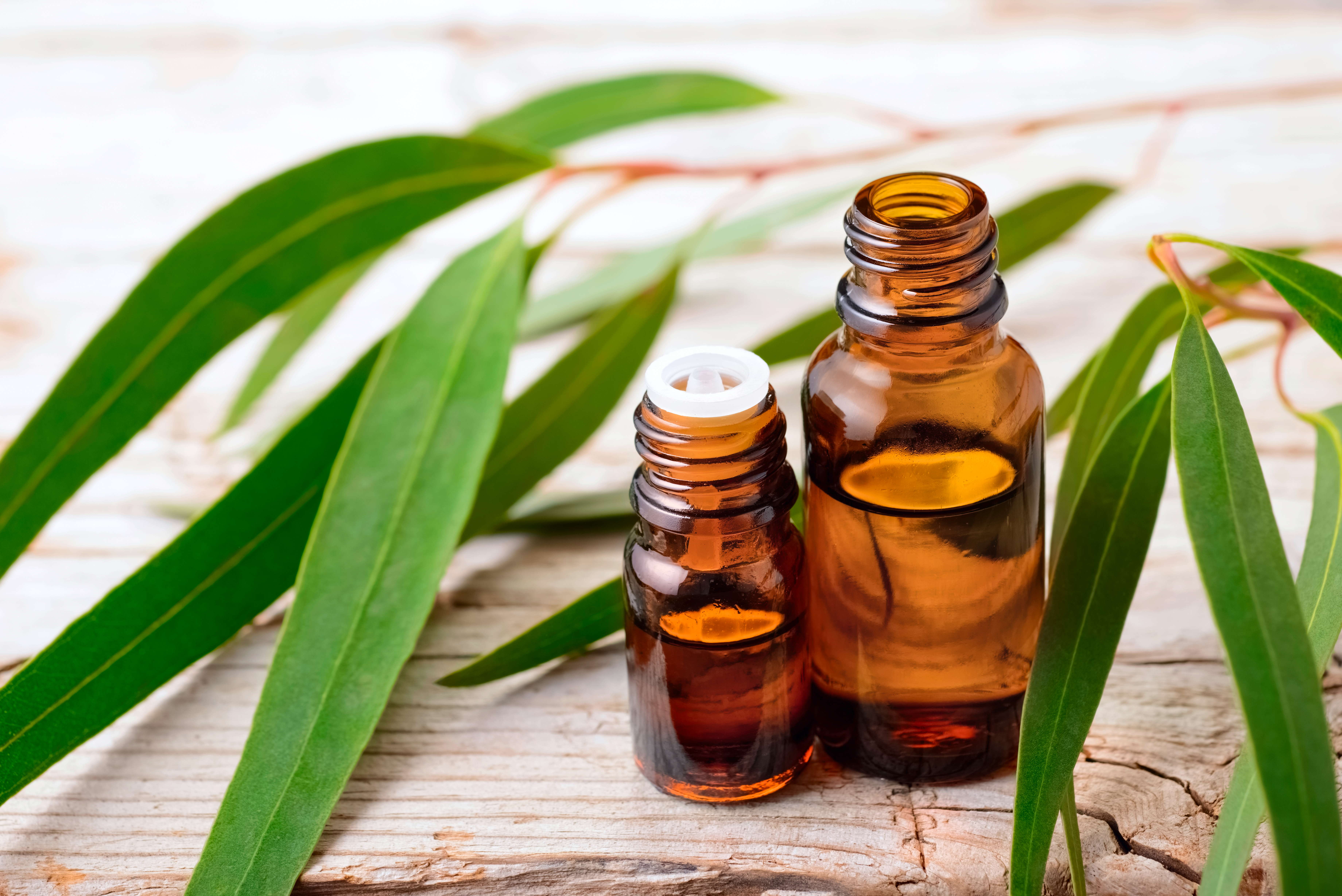 Eucalyptus essential oils