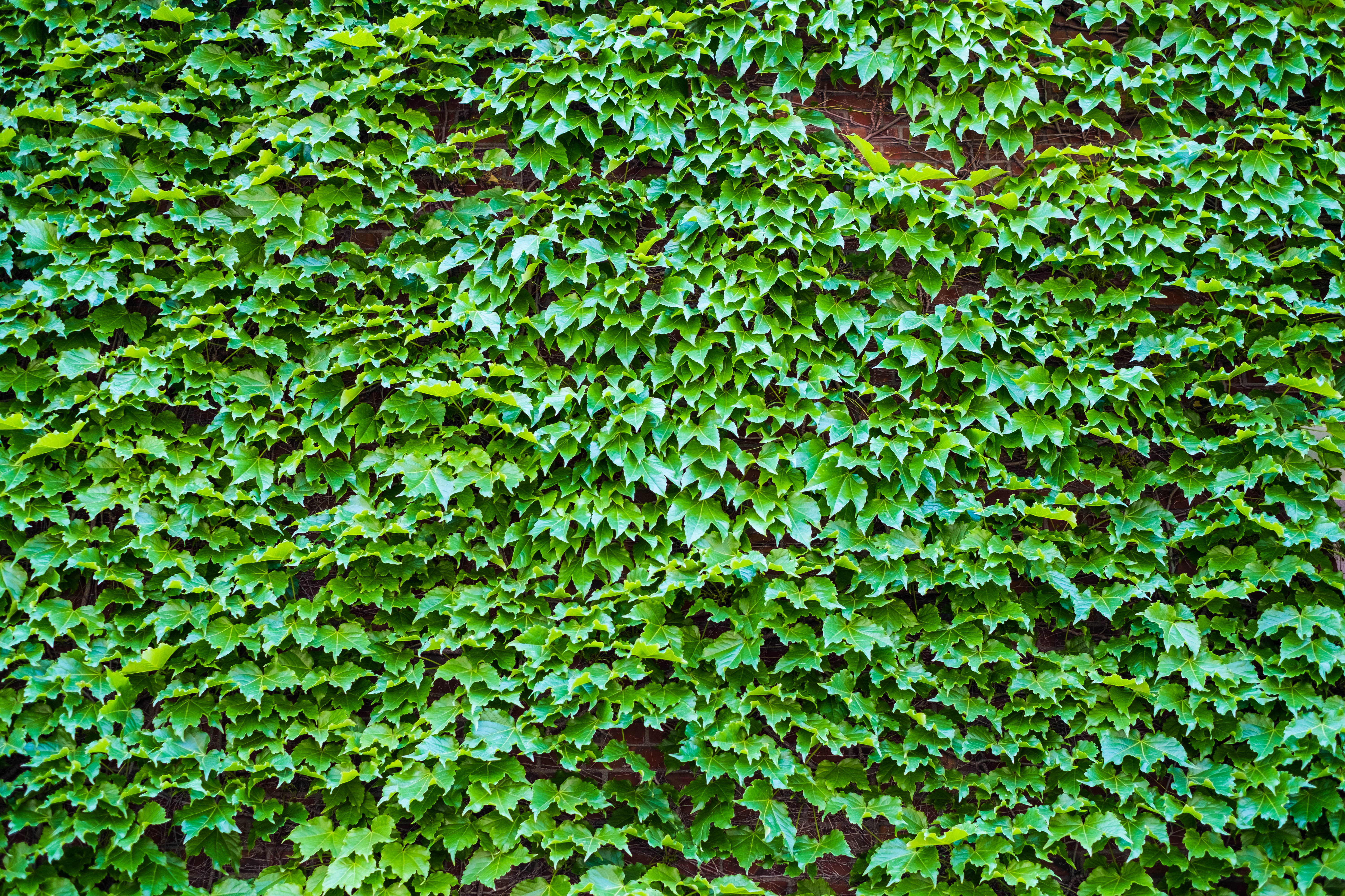wall of ivy