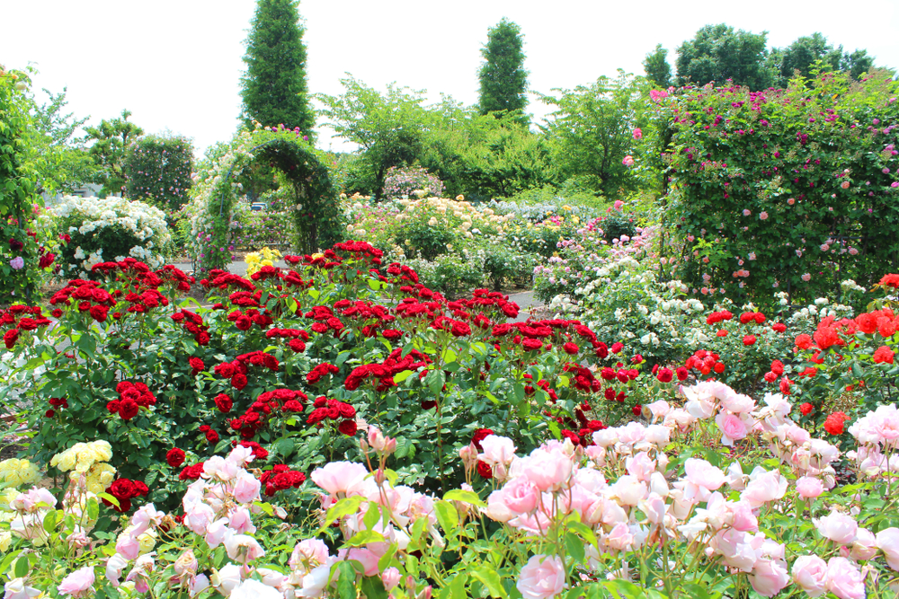 50 Different Types of Roses (How Many Types Are There?)