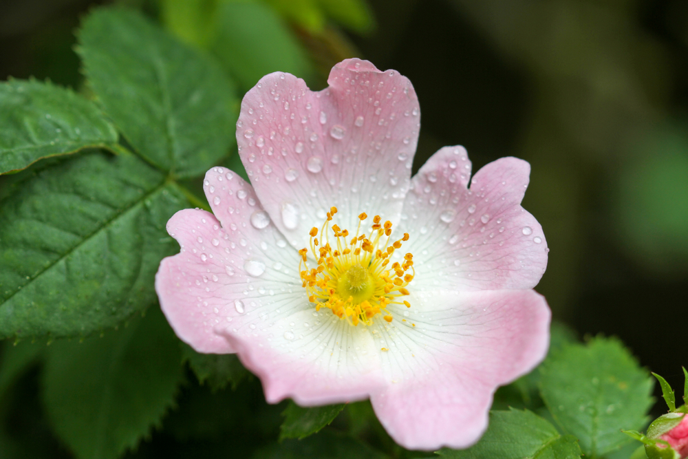 Rose species, Rosa woodsii