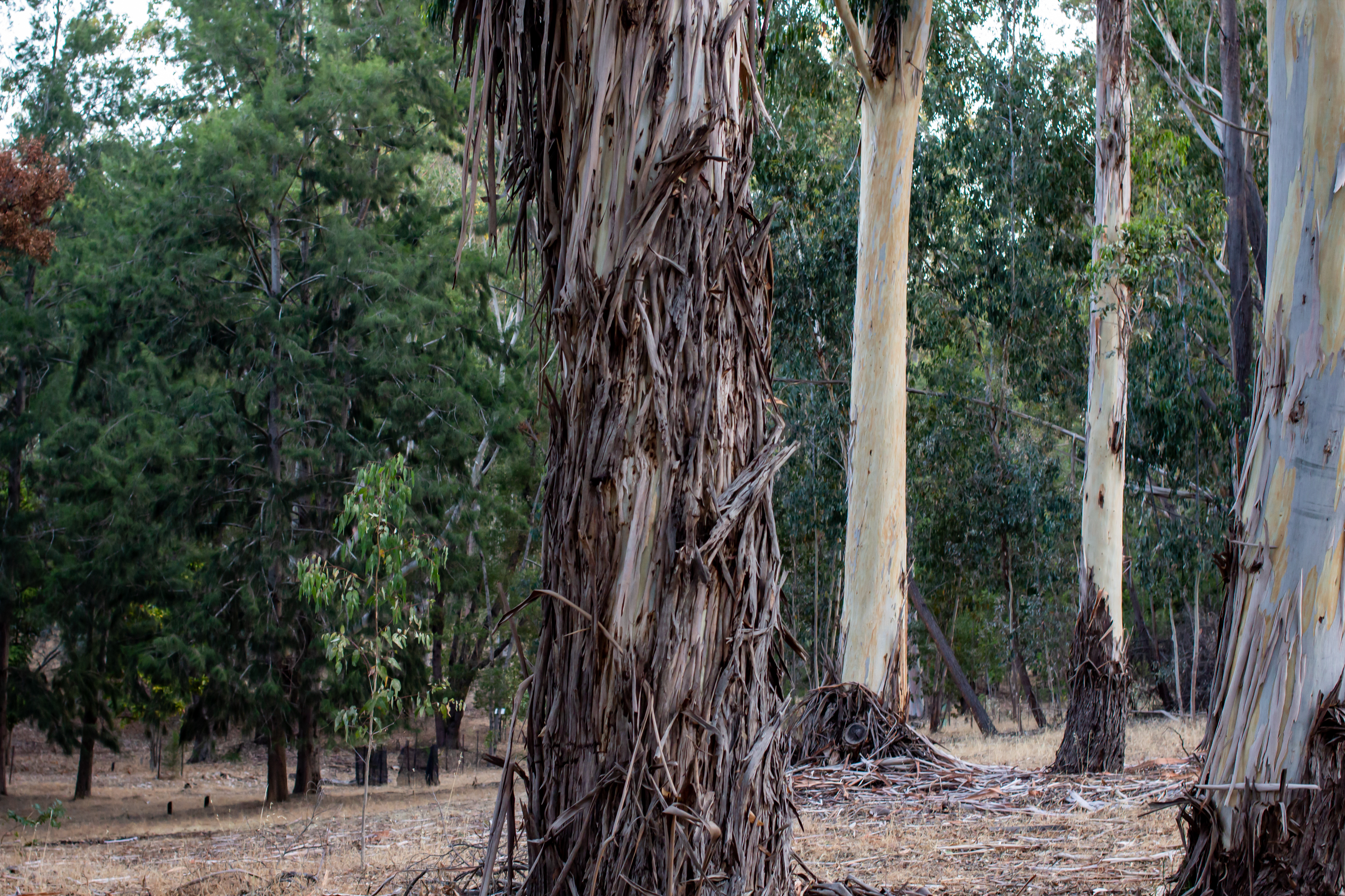 Candlebark - Eucalyptus rubida