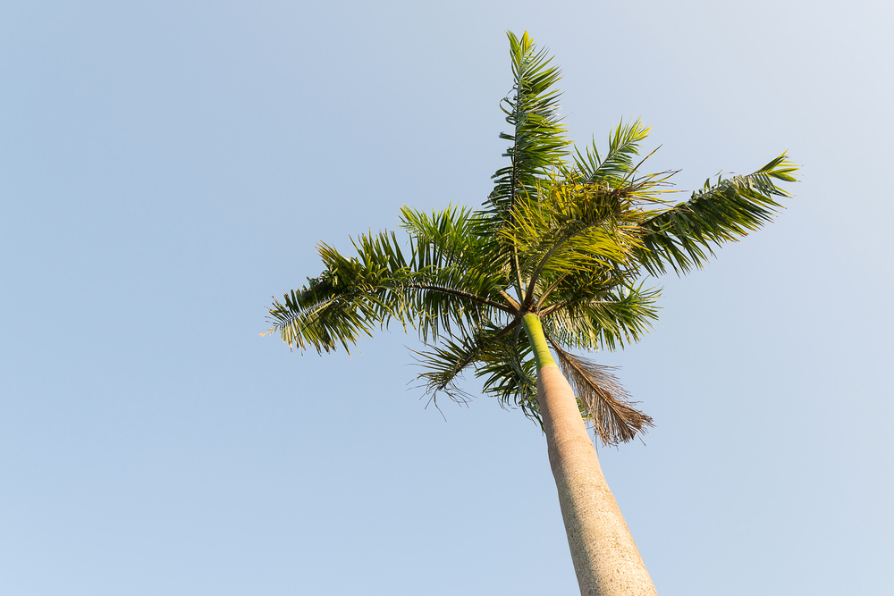 Foxtail Palm tree