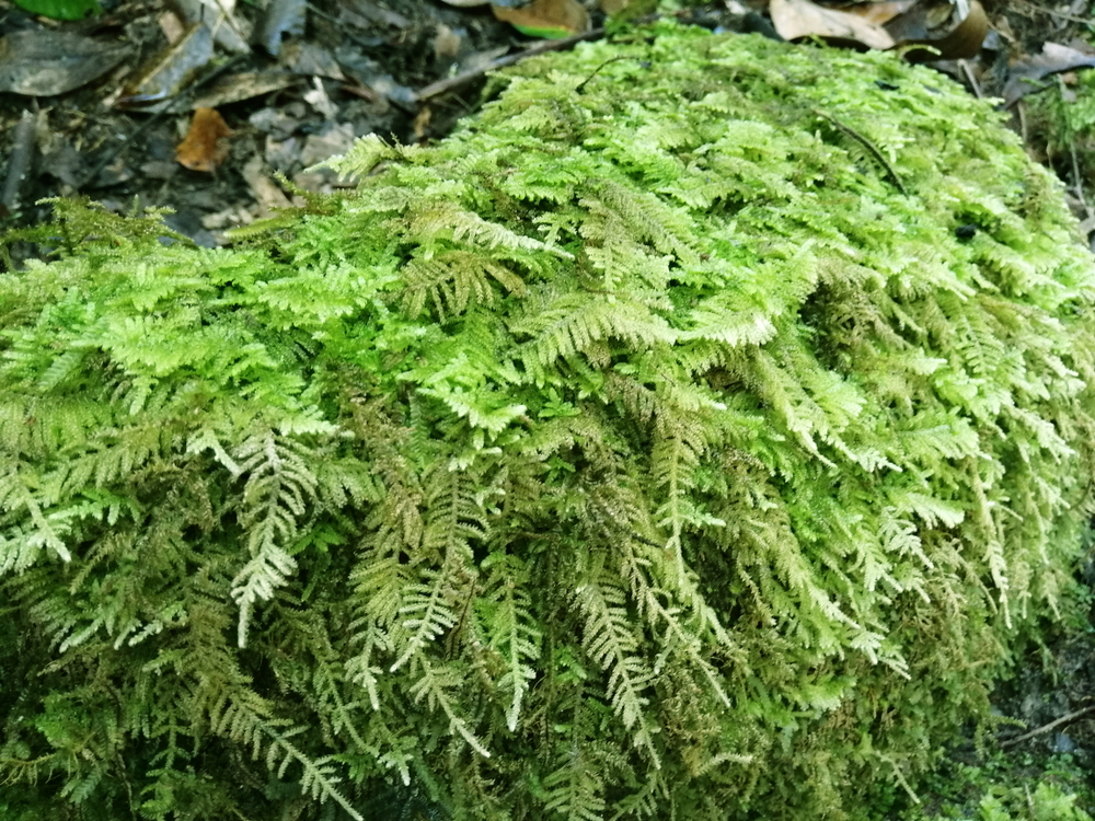 moss and leaves