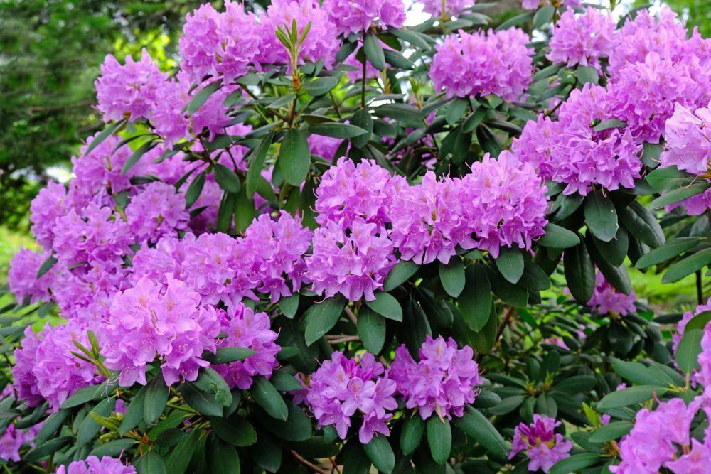 Rhododendron bush