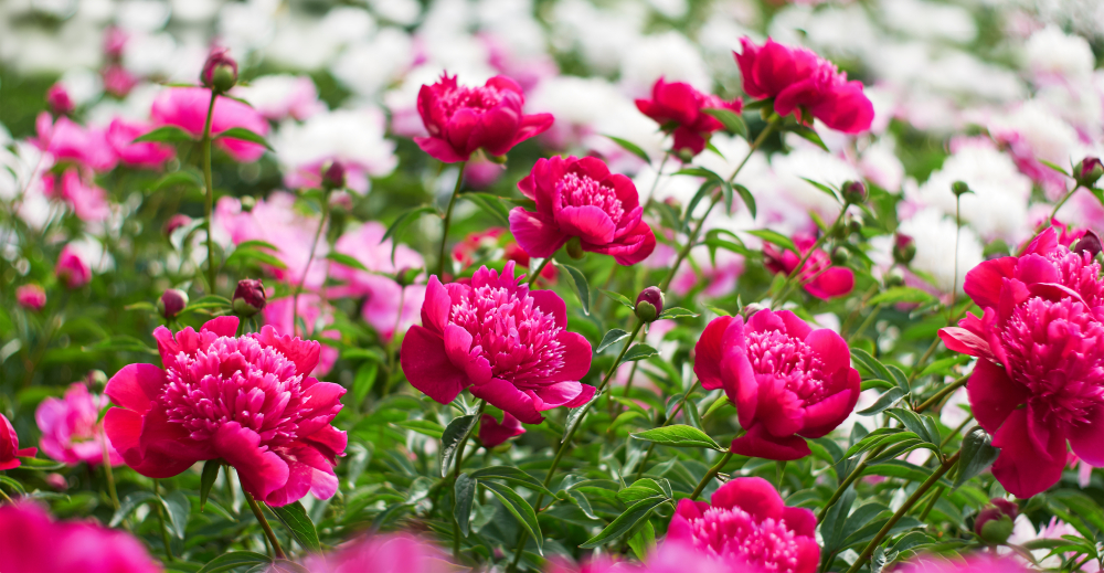 33+ Different Types of Peonies (and Peony Classifications)