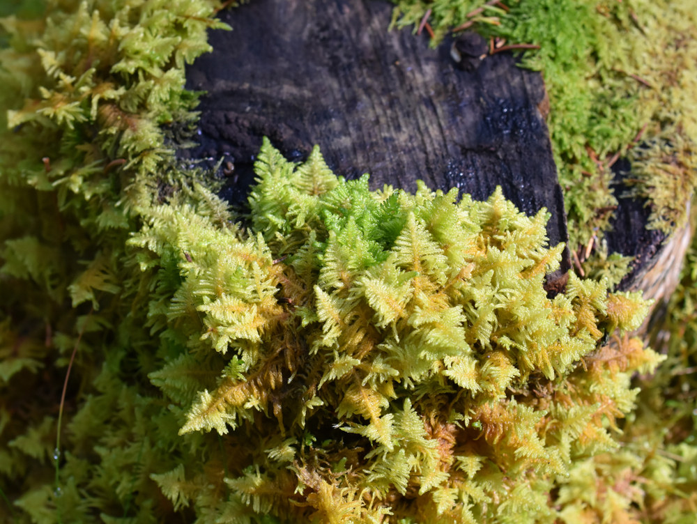 moss on tree trunk