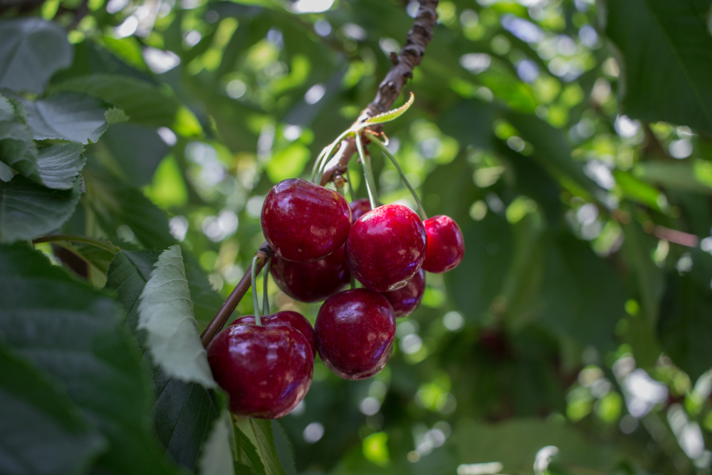 Bing Cherry - Prunus avium