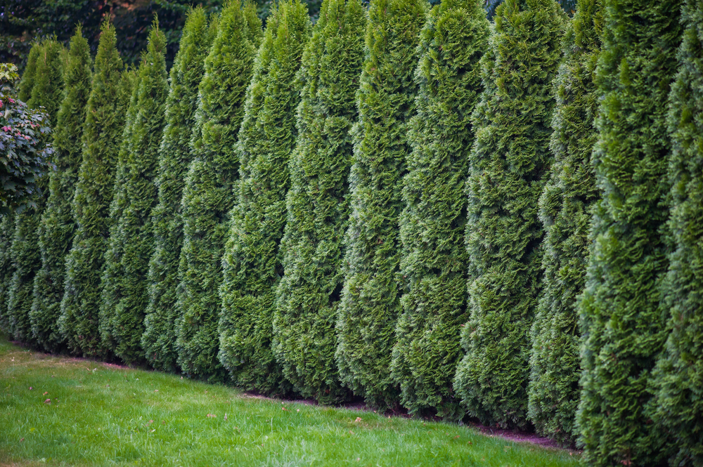 Diffe Types Of Bushes And Shrubs, Comprised Of All Woody Plants That Grow Low To The Ground