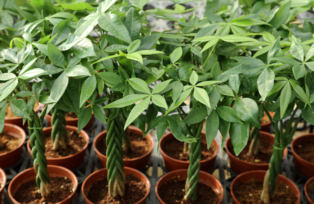 How to Care For Your Money Tree Plant (Full Care Guide) - PlantSnap