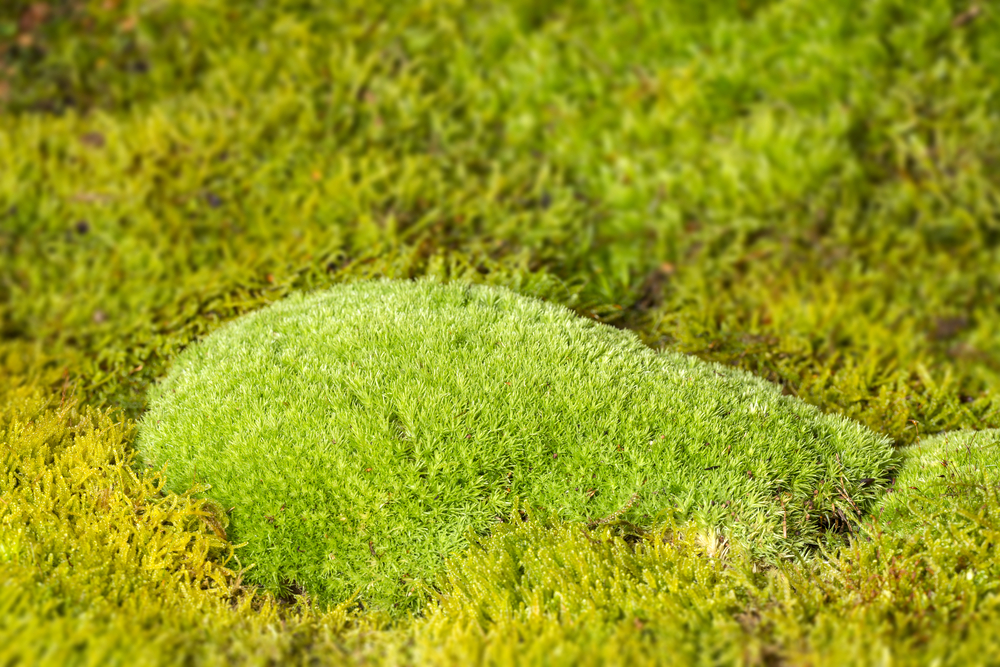 different types of moss