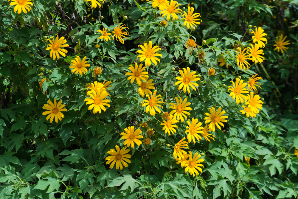 Mexican Sunflower bush