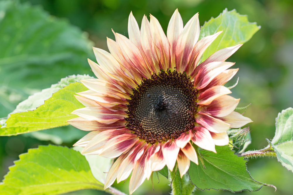 Strawberry Blonde - Types of Sunflowers