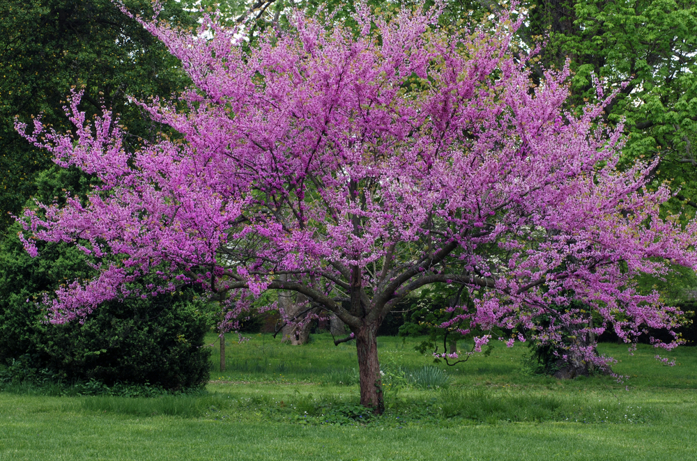15 Different Types of Redbud Trees (All Varieties)