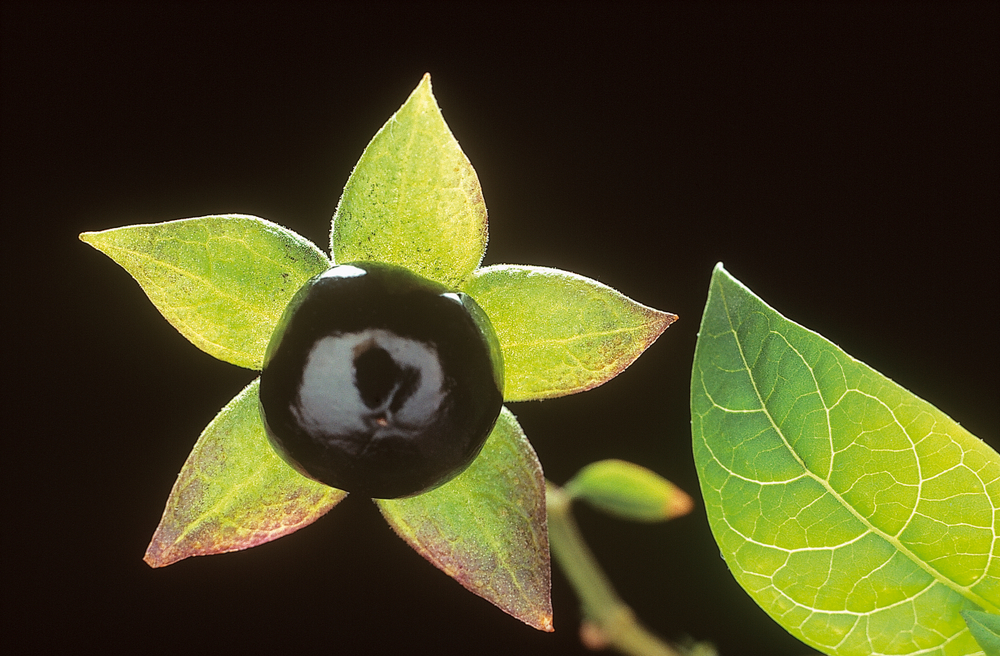 Is Deadly Nightshade Really Deadly? Misnomers of the Botanical World