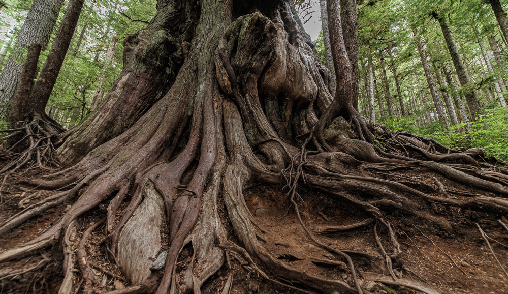 Arborvitae Types - Western Red Cedar