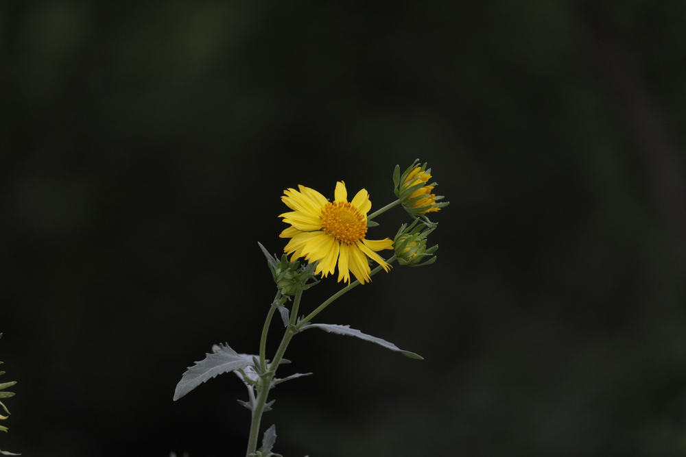 Helianthus petiolaris "Prairie Sunflower"