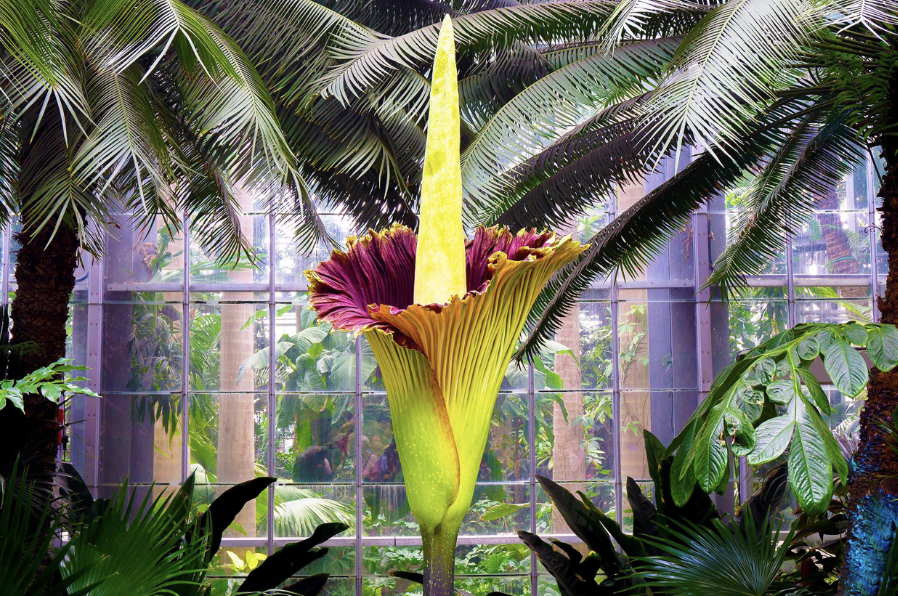 Have you ever heard of the Corpse Flower?